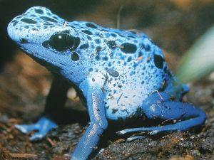 Dendrobates azureus